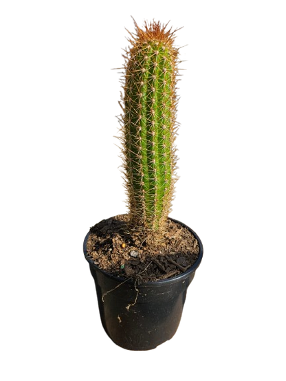 Cactus Mix Pot Round 14.5cm