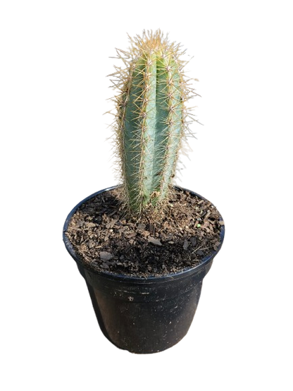 Cactus Mix Pot Round 14.5cm