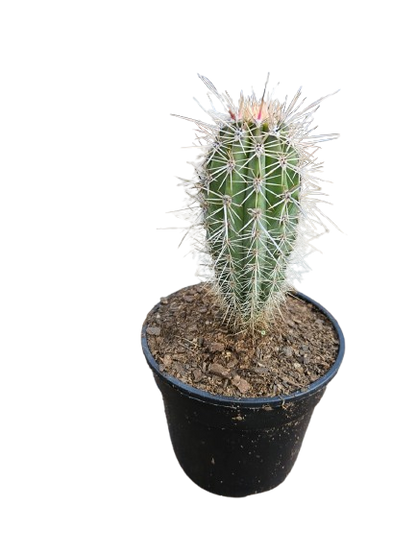 Cactus Mix Pot Round 14.5cm