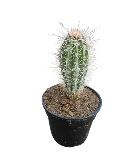 Cactus Mix Pot Round 14.5cm
