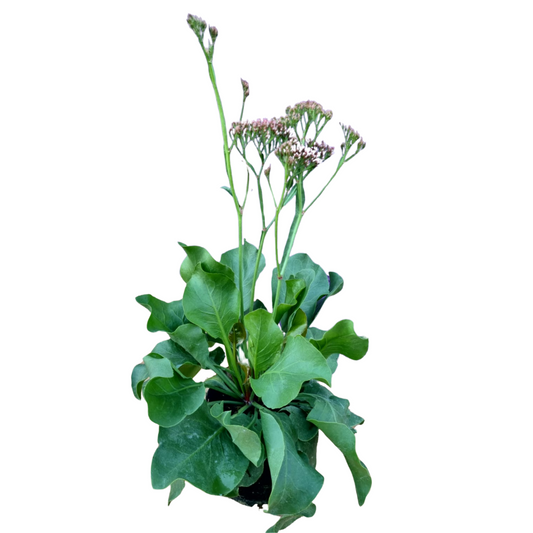 Limonium perezii' Atlantis' 15cm
