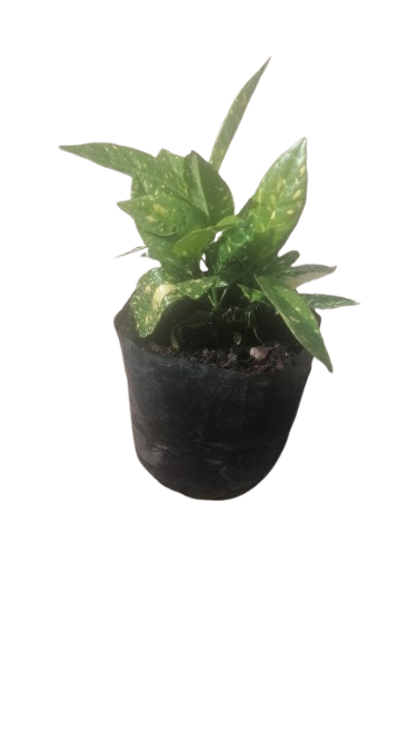 Aucuba Japonica Mix 2.5L