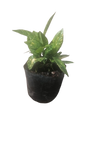 Aucuba Japonica Mix 2.5L