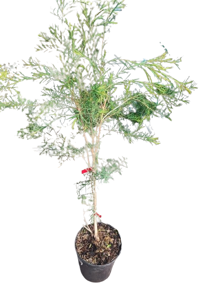 Australian Tea Tree 19cm