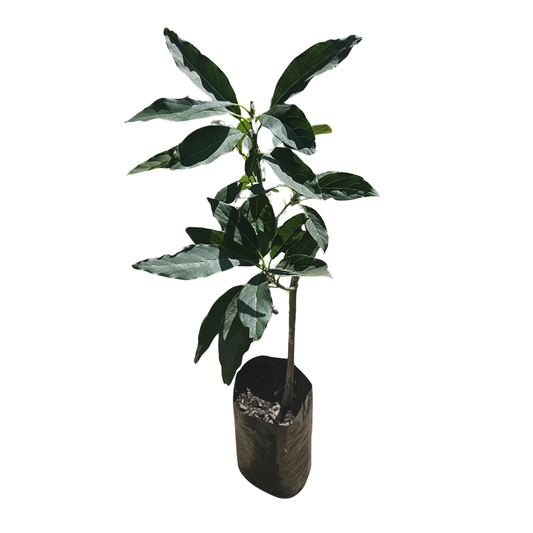 Avocado Pear 'hass' 6L