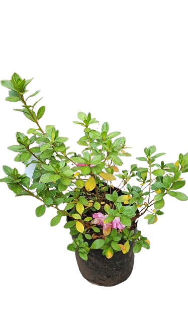 Azalea Mix 10L