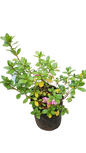 Azalea Mix 10L