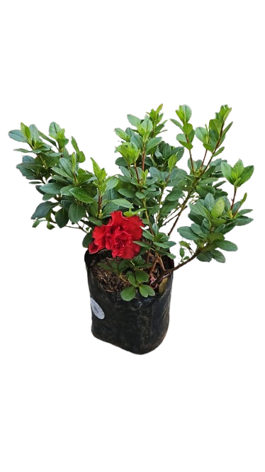 Azalea Mix 10L