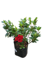 Azalea Mix 10L