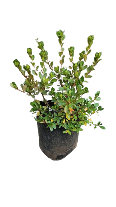 Azalea Mix 10L