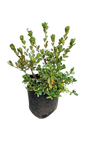 Azalea Mix 10L