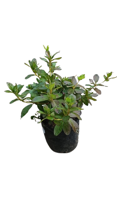 Azalea Mix 10L