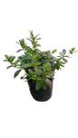 Azalea Mix 10L