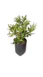 Azalea Alba - 5L
