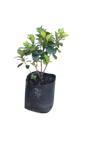 Azalea Claude Goyet (Dbl Red) 5L
