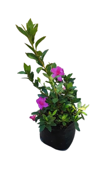 Azalea Magenta 10L
