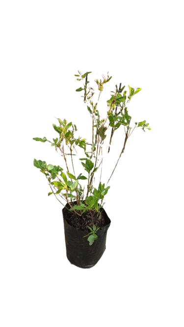 Azalea Grandiflora Bush Light Mauve 10L