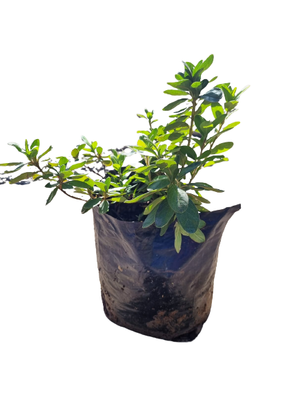 Azalea Light Mauve and White - 10L