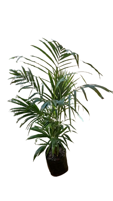 Bamboo Palm Chrysalidocarpus Lutescens/Dypsis Lutescens Various Sizes