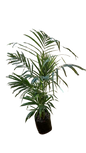 Bamboo Palm Chrysalidocarpus Lutescens/Dypsis Lutescens Various Sizes