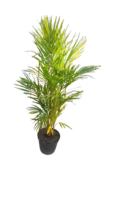 Bamboo Palm (Chrsalidocarpus lutescens/ Dypsis lutescens) 25cm