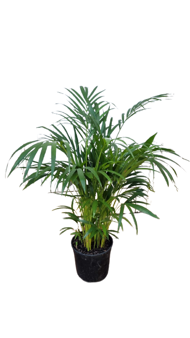 Bamboo palm 25cm