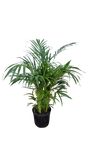 Bamboo palm 25cm