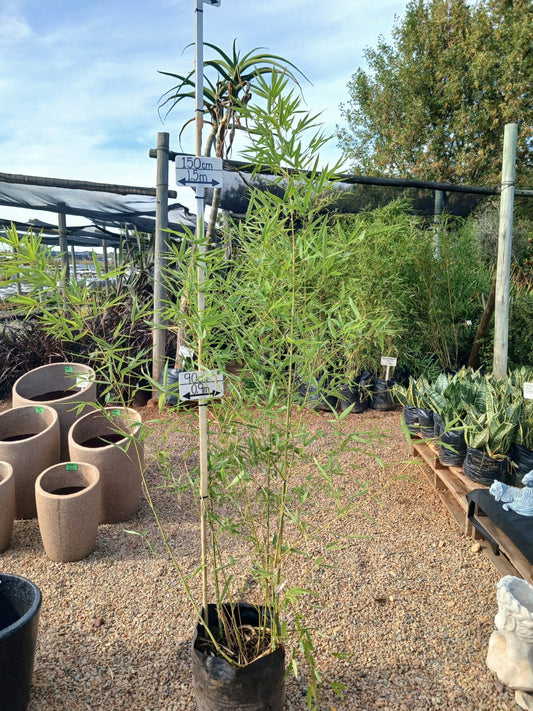 Bambusa Vulgaris 20L