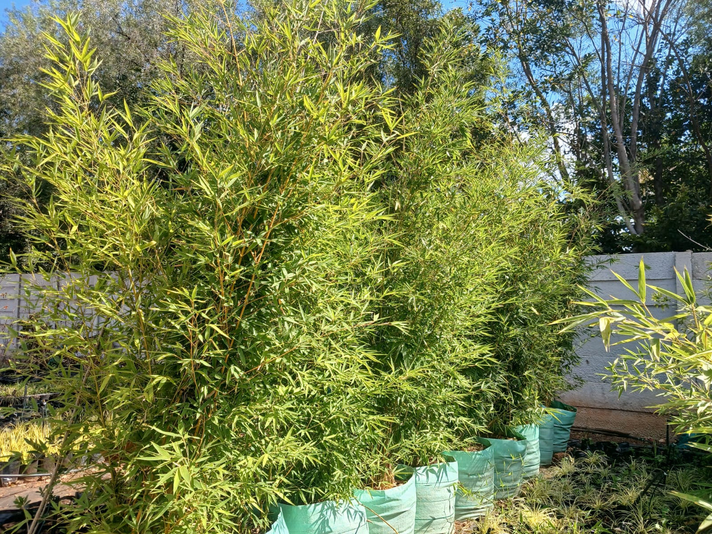 Bambusa Vulgaris 100L