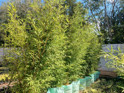Bambusa Vulgaris 100L