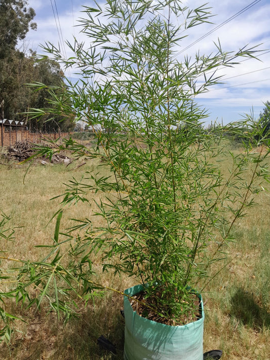 Bambusa Vulgaris 100L