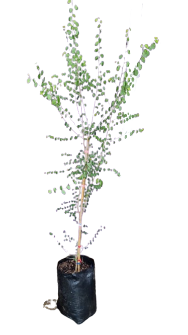 Bauhinia Tomentosa  20L