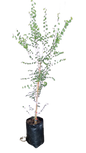 Bauhinia Tomentosa  20L