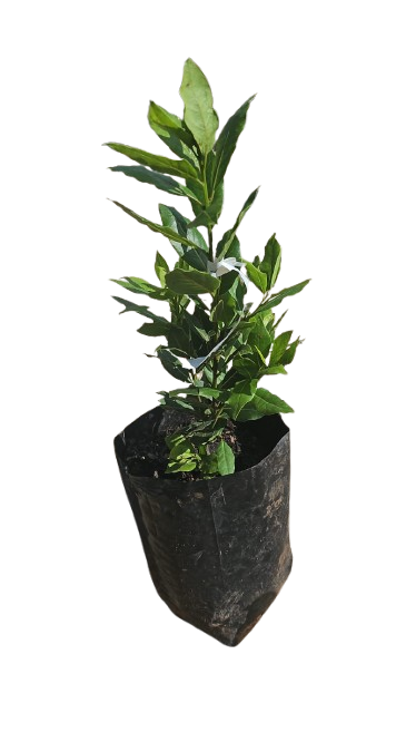 Laurus Nobilis Bay Leaf 10L