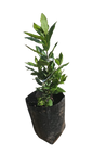 Laurus Nobilis Bay Leaf 10L