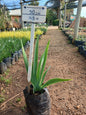 Bearded Iris 2,5L
