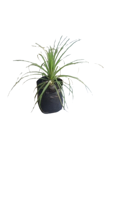 Beaucarnea Recurvata (Pony Tail) 8L