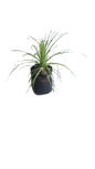 Beaucarnea Recurvata (Pony Tail) 8L