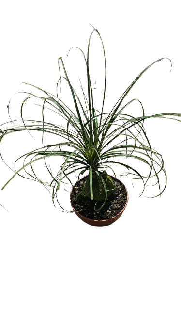 Beaucarnea Sprouted  Bowl 20cm