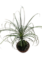 Beaucarnea Sprouted  Bowl 20cm