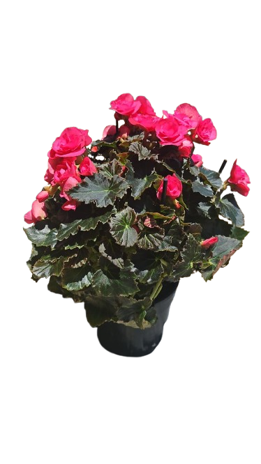 Begonia Eliator Hybrid 14cm