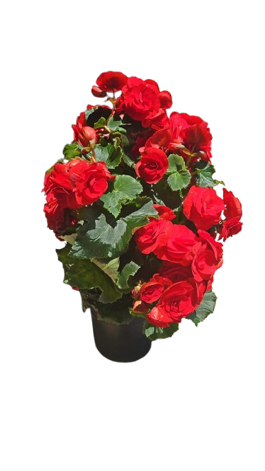Begonia Eliator Hybrid 14cm