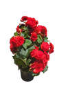 Begonia Eliator Hybrid 14cm