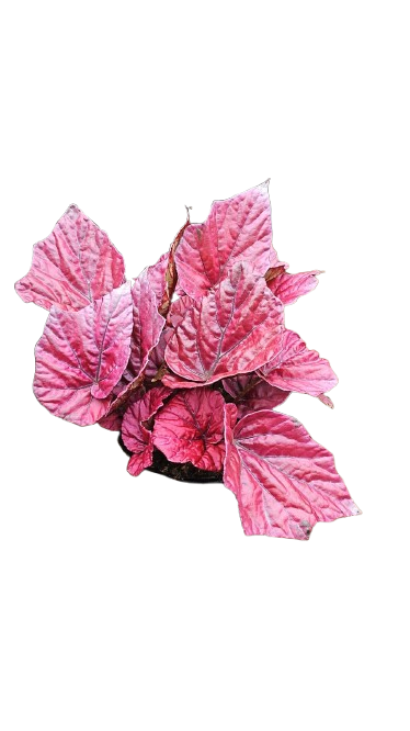 Begonia Rex Mix 17cm