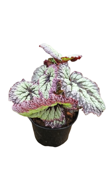 Begonia Rex Mix 17cm