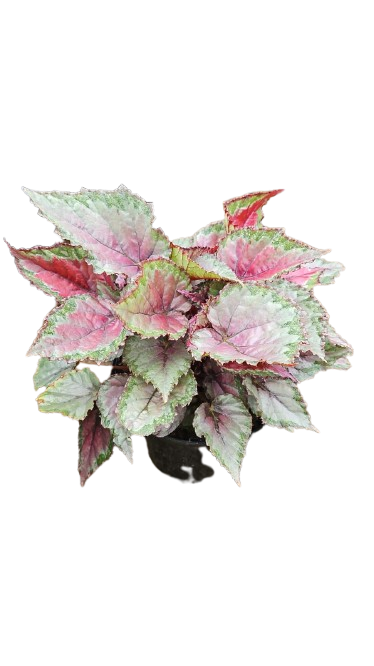 Begonia Rex Mix 17cm
