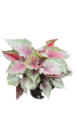 Begonia Rex Mix 17cm