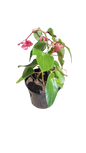 Begonia Dragon Wing 14cm