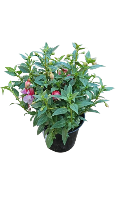 Fuchsia Bella Assorted 15 cm