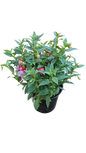 Fuchsia Bella Assorted 15 cm